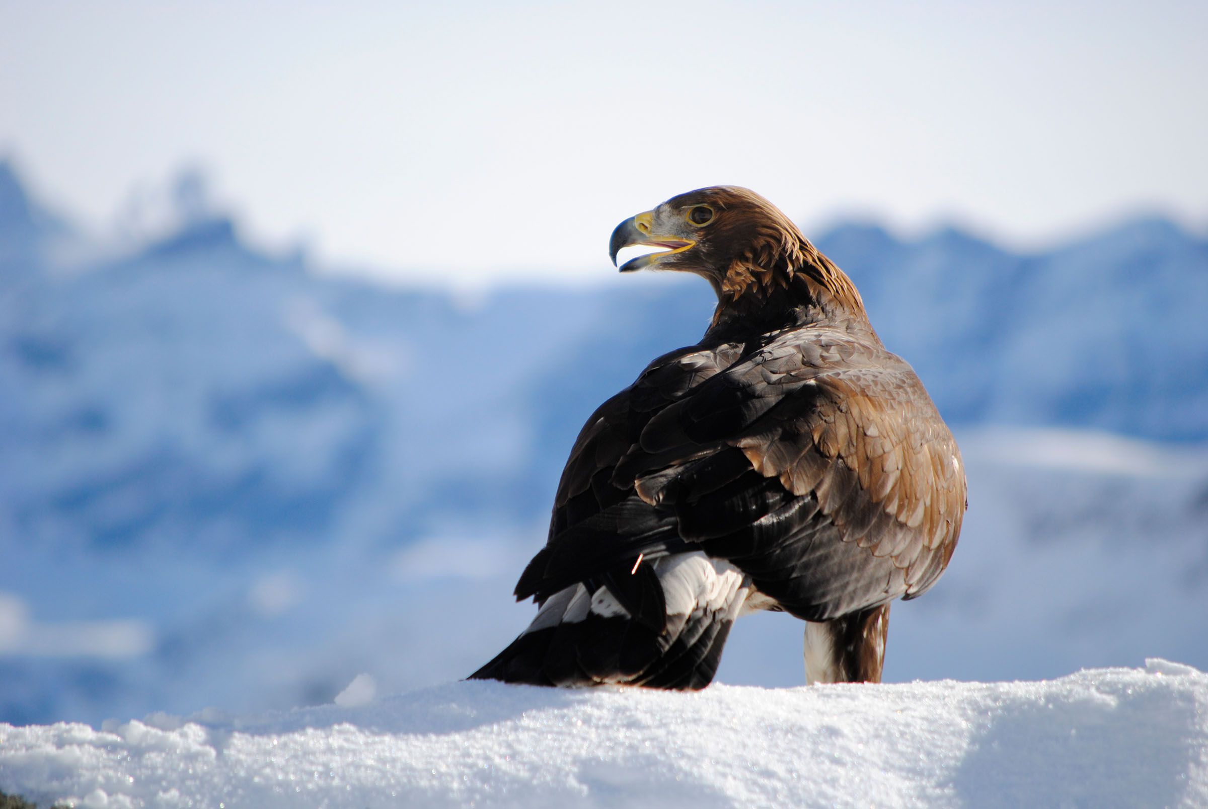 Adler in den Alpen.